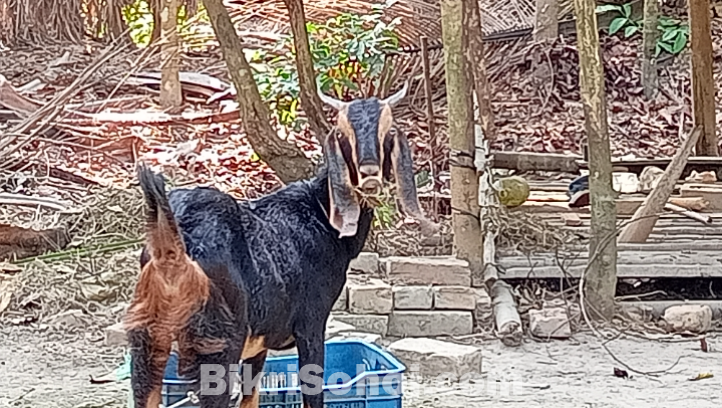 ছাগল হরিয়ানা ক্রস